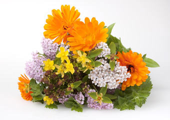 Bouquet of medicinal herbs  on a white background.