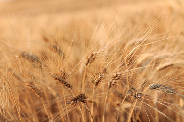 Yellow wheat field