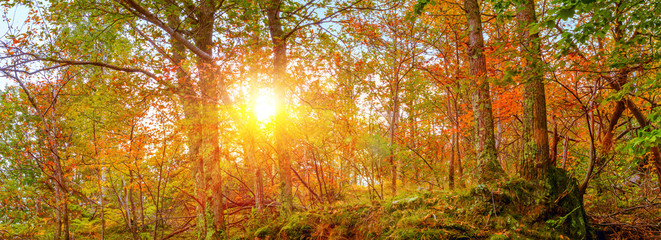 Forest in autumn