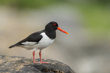 Austernfischer, Eurasian oystercatcher, Haematopus ostralegus