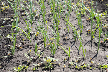Green onions