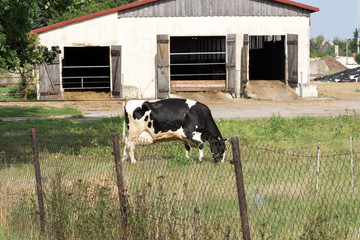 black and white cow / black and white Cow on a pasture