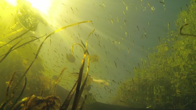 Low-angle shot of juvenile fry fish swimming near the water
