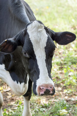 black and white cow / black and white Cow on a pasture