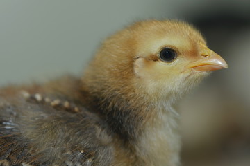 Kleines Hühnerküken