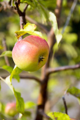 Apple Tree / Apple on an apple tree