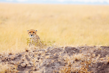 Male cheetah in Masai Mara