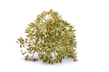 Fresh sichuan pepper on white background