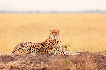 Male cheetah in Masai Mara