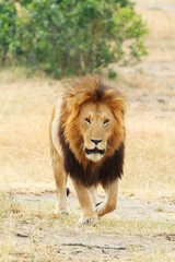 Male lion in Masai Mara