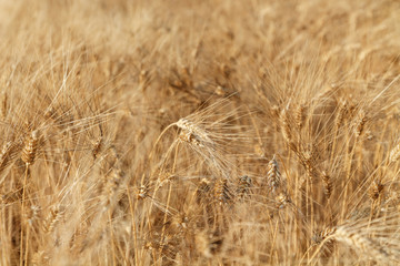 Yellow wheat field