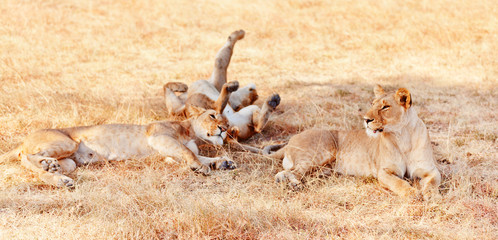 Lionesses in Masai Mara