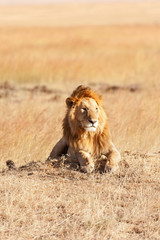 Naklejka na ściany i meble Male lion in Masai Mara