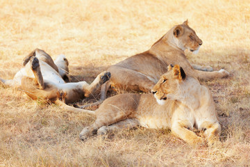 Fototapeta na wymiar Lionesses in Masai Mara