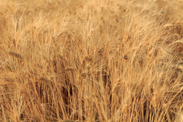 Yellow wheat field