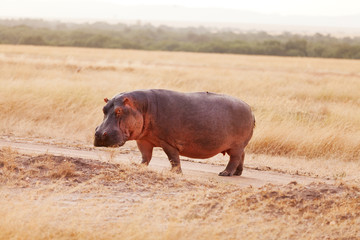 Hippopotamus, Masai Mara