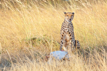 Male cheetah in Masai Mara