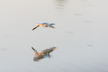 Airone bianco in volo