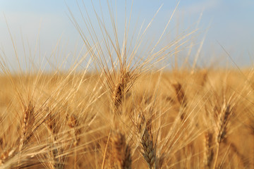 Yellow wheat field