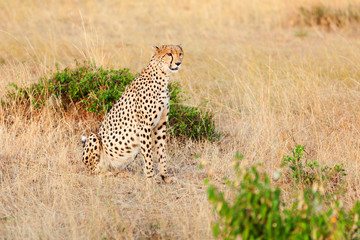 Male cheetah in Masai Mara