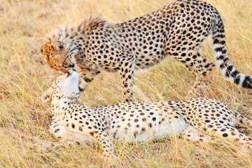 Cheetahs in Masai Mara