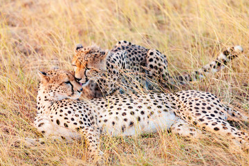 Cheetahs in Masai Mara