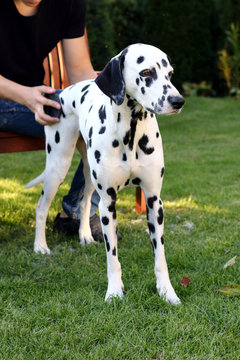 Dalmatiner wird gestriegelt