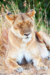 Female lion in Masai Mara