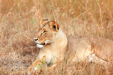Female lion in Masai Mara