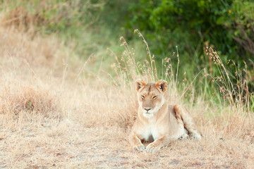 Female lion in Masai Mara