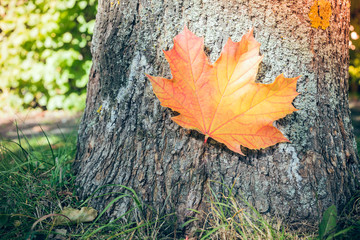 Maple leaf in autumn