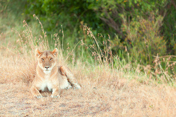 Female lion in Masai Mara