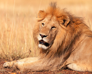 Male lion in Masai Mara