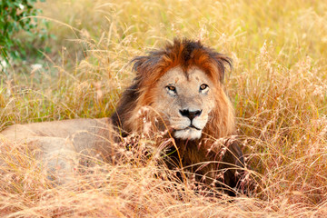 Male lion in Masai Mara