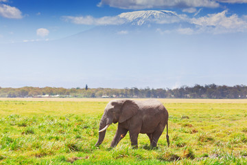 Obraz premium Elephant in Amboseli