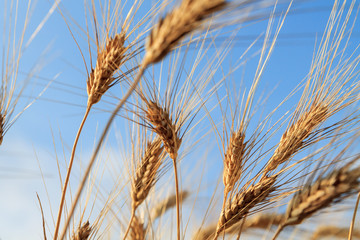 Yellow wheat field