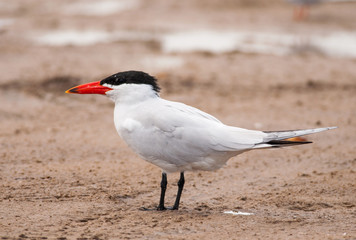 Caspian Tern