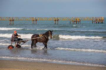 Cavallo al trotto in spiaggia