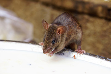 rat du temple Karni Mata