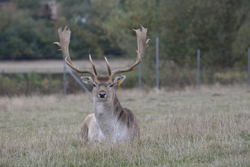 Damhirsch liegend im Gehege