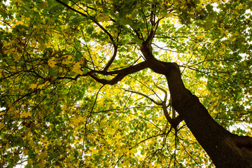 tree from below