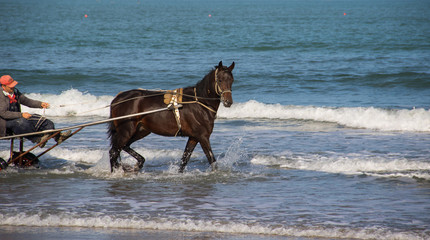 Cavallo al trotto in spiaggia