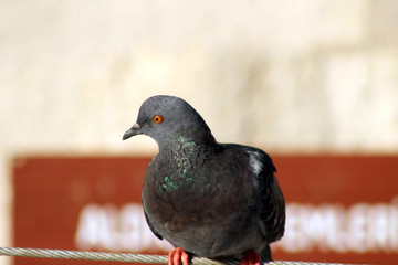 A racing pigeon resting on a wire