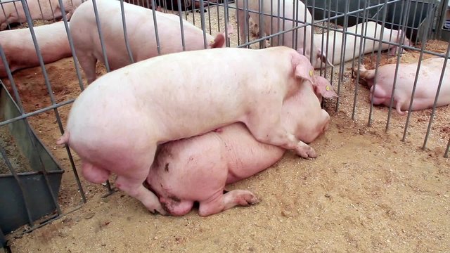 Pigs sex 3