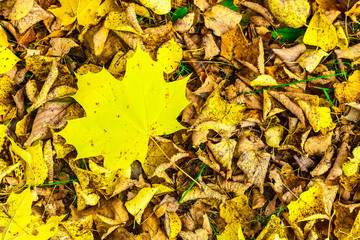 Autumn Leaves Covered Green Grass