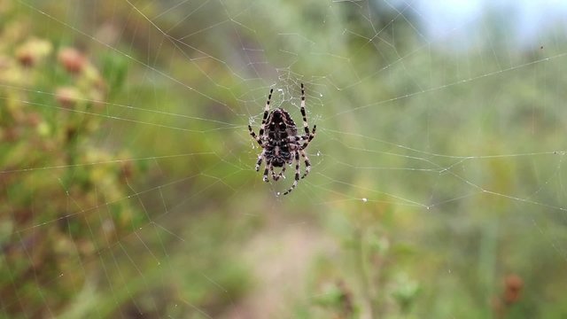 Big spider on the web