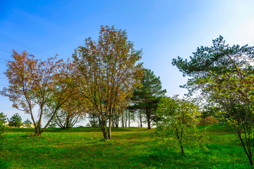 Colorful Trees on Green Grass in Autumn
