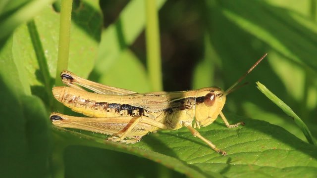 Green grasshopper in a grass