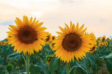 Fototapeta premium Sunflower field