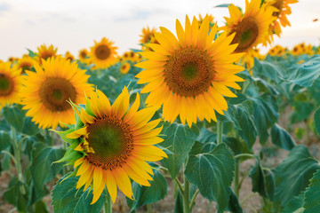 Fototapeta premium Sunflower field